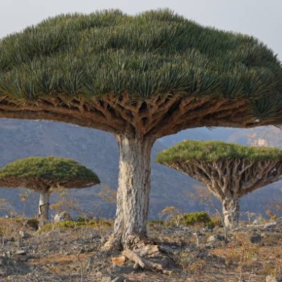 معرفی چند گیاه عجیبترین در جهان معرفی چند گیاه عجیبترین در جهان