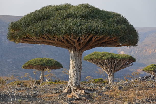 گیاه عجیب‌ترین