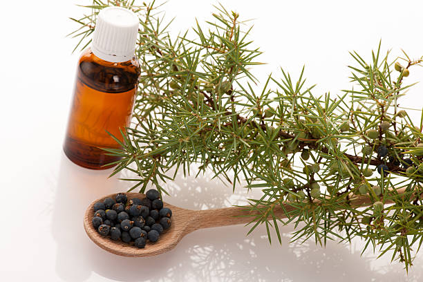 چگونه میتوان تاثیر روغن خراطین را در چند روز افزایش داد؟ Juniper oil