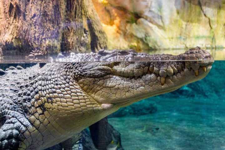 آکواریوم دبی و باغ وحش زیر آب