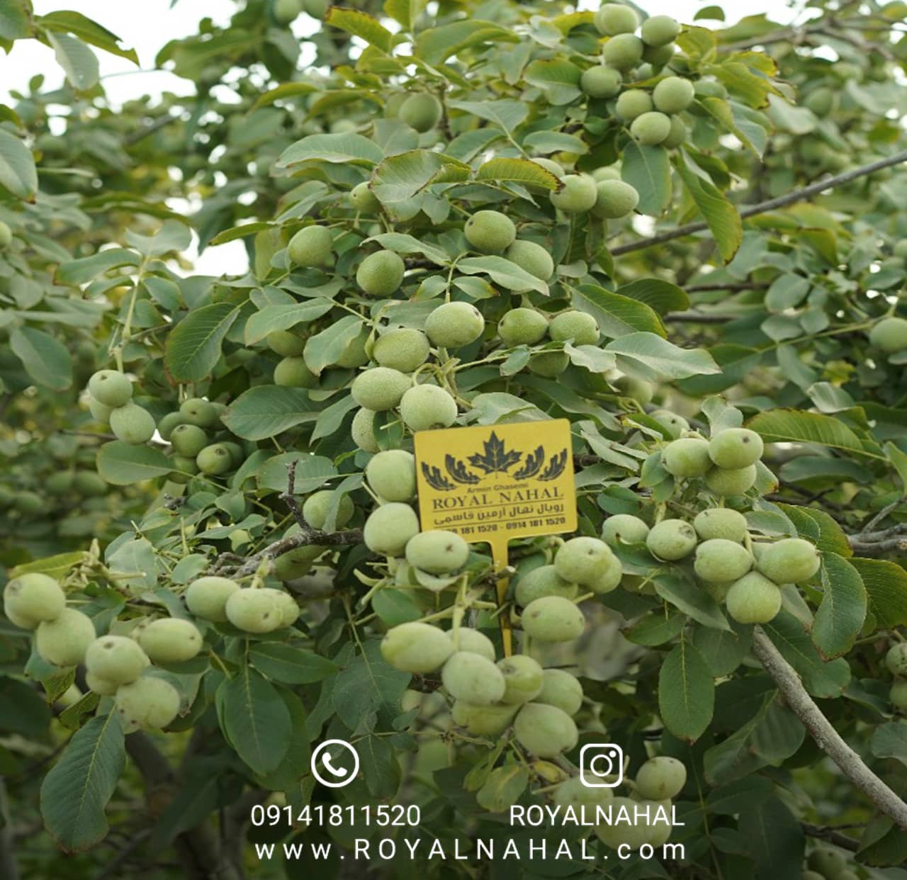 انواع نهال گردو، کدام برای آب و هوای شما مناسب است؟ بهترین انواع نهال گردو برای باغداری موفق