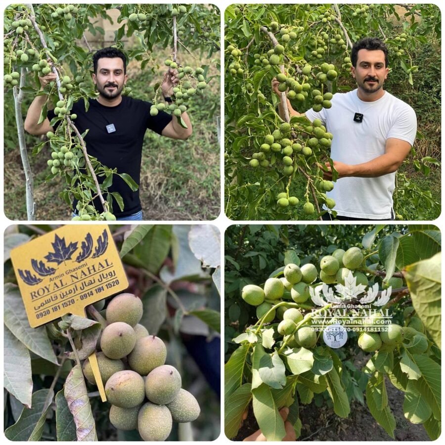 انواع نهال گردو، کدام برای آب و هوای شما مناسب است؟