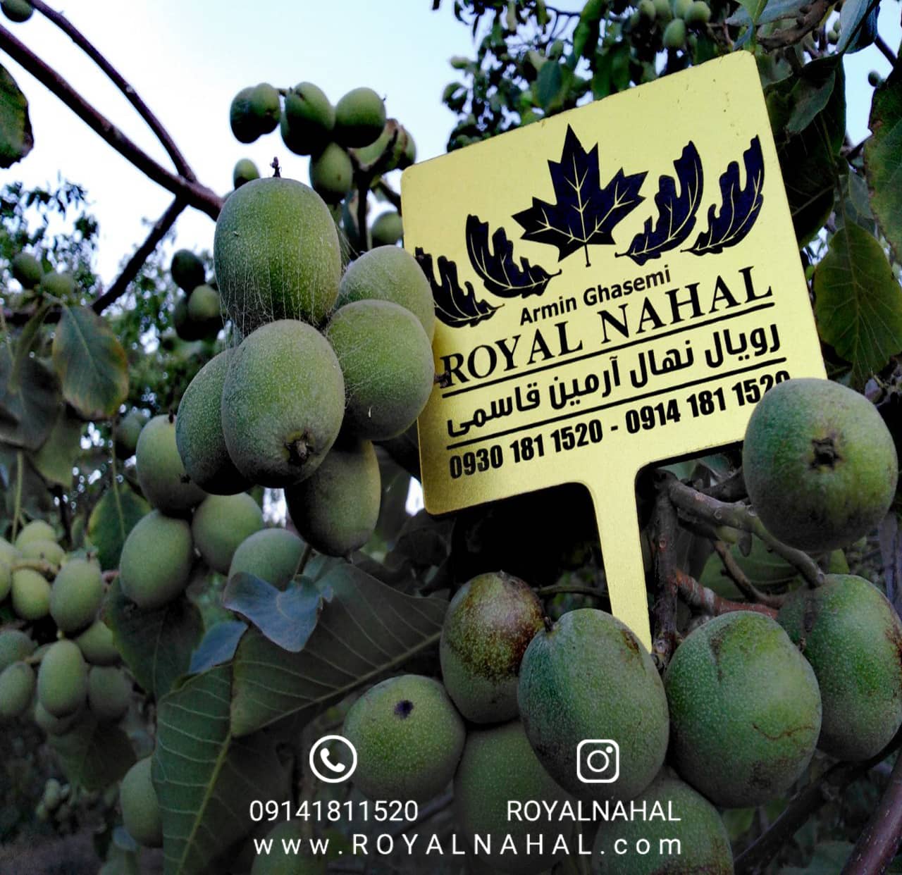 انواع نهال گردو، کدام برای آب و هوای شما مناسب است؟ نهال گردو ژنو تیپ ۷