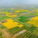 70 درصد اراضی کشاورزی سنددار شدند