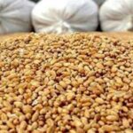 آغاز توزیع نهاده مرغداران گوشتی با قیمت مصوب/ مهلت ثبت نام تا 18 آذر