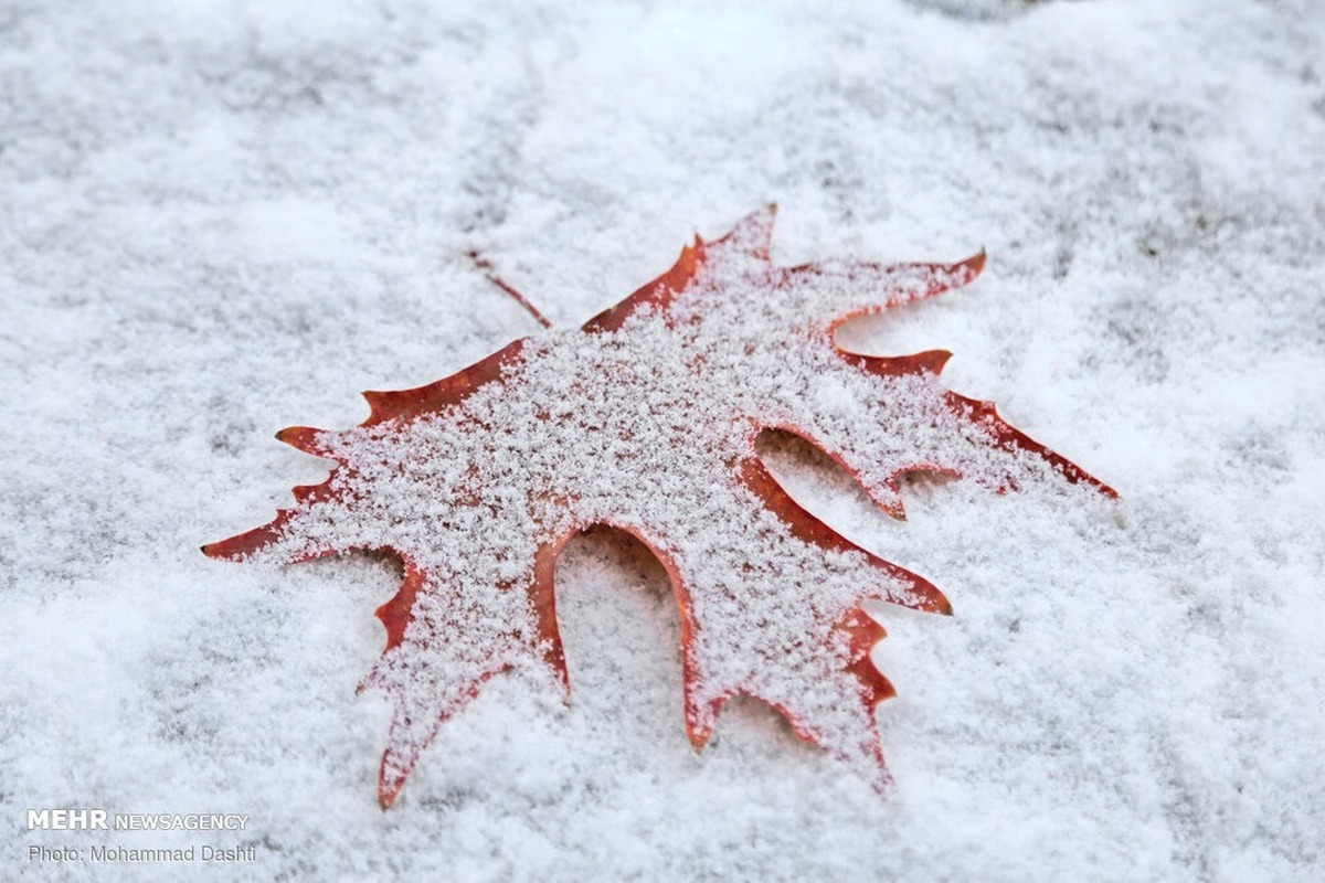 برف نیم متری این استان را غافلگیر کرد + عکس برف نیم متری این استان را غافلگیر کرد + عکس