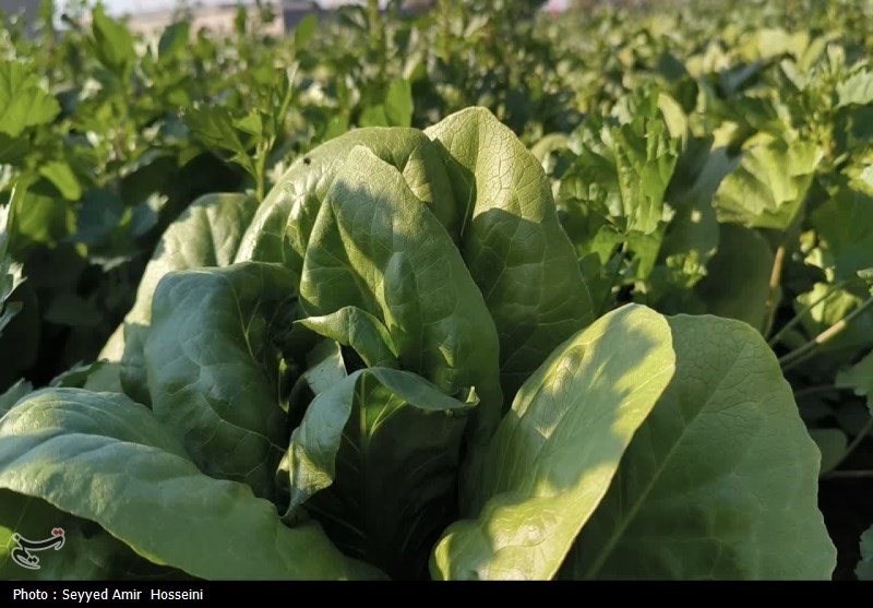 هستهای در کشاورزی ــ 63| افزایش دوام سبزیجات با فناوری هستهای هستهای در کشاورزی ــ 63| افزایش دوام سبزیجات با فناوری هستهای