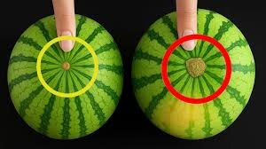 هندوانه شب یلدا را به شرط چاقو نخرید! ؛ روش تشخیص هندوانه رسیده و شیرین | چرا خوردن این آبدار شیرین تابستانی در شب یلدا باب شد؟