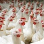 عدم تحویل 70 همت نهاده خریداری شده مرغداران قبل از آزادسازی ارز