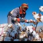 هسته‌ای در کشاورزی ــ 79 |اصلاح پنبه برای عملکرد بیشتر