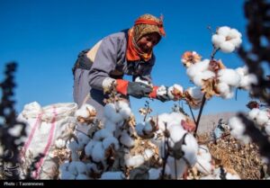 هسته‌ای در کشاورزی ــ 79 |اصلاح پنبه برای عملکرد بیشتر