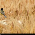 هسته‌ای در کشاورزی ــ 80 |تولید «جو»ی مقاوم به شوری