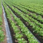 13.5 میلیون هکتار از اراضی کشور رفع تداخل شد