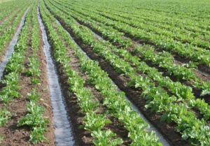 13.5 میلیون هکتار از اراضی کشور رفع تداخل شد