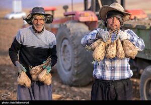 40 درصد صرفه‌جویی آب در تولید چغندر قند با کشت پاییزه