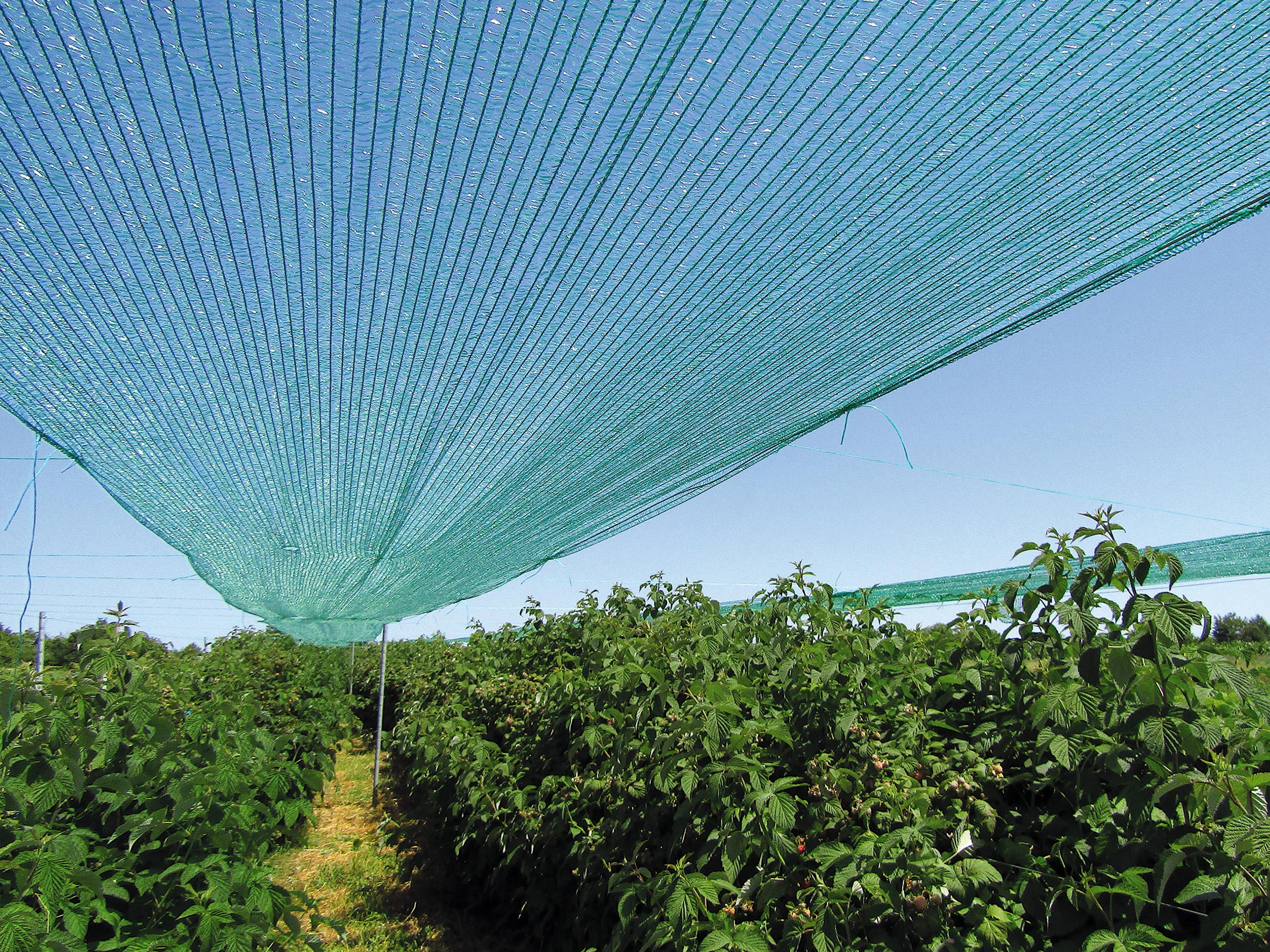 توری سایبان