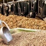 اعلام نرخ ارشادی نهاده‌های دامی بالاتر از بازار