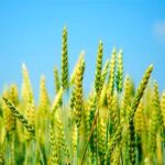 افزایش 2 تا 5 هزار تومانی قیمت گندم بر اساس کیفیت