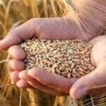 تأمین 100 همت اعتبار جدید برای خرید گندم پس از حذف ارز ترجیحی