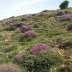 تشدید نظارت بر مراتع با افزایش قیمت خوراک دام