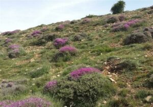 تشدید نظارت بر مراتع با افزایش قیمت خوراک دام