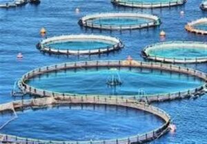 تولید 6 هزار تن ماهی قزل‌آلا و سی‌باس در قفس تا پایان سال