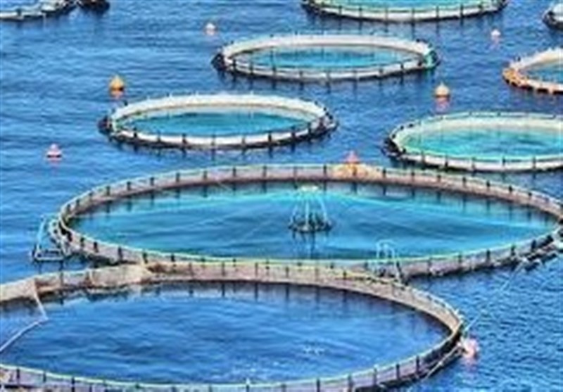 تولید 6 هزار تن ماهی قزل‌آلا و سی‌باس در قفس تا پایان سال