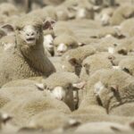 قطر رسما خواستار واردات دام سبک از ایران شد