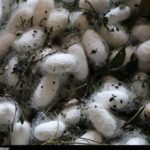 قیمت مصوب پیله تر ابریشم برای سال 1405 اعلام شد