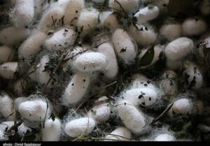 قیمت مصوب پیله تر ابریشم برای سال 1405 اعلام شد