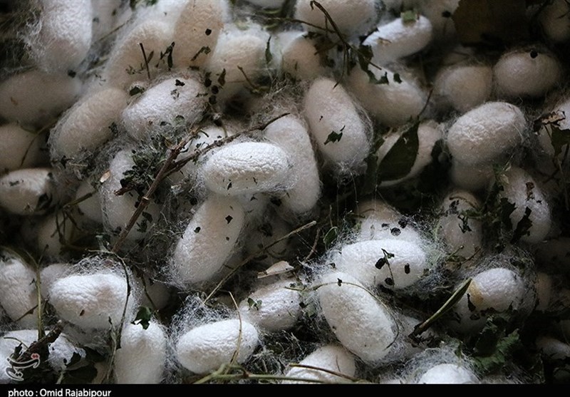 قیمت مصوب پیله تر ابریشم برای سال 1405 اعلام شد