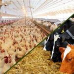 مشکل تأمین نهاده‌های اساسی ماه‌های اخیر رفع شد