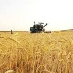 ورود آفت سن گندم به مزارع جنوب کشور