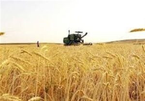 ورود آفت سن گندم به مزارع جنوب کشور