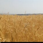 پیشنهاد گندم 52هزارتومانی به دولت