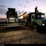 کاهش 20 درصدی خرید گندم در استان تهران