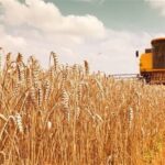 کسری منابع خرید تضمینی گندم؛ تهدید ظرفیت تولید 13.7 میلیون تنی