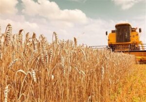 کسری منابع خرید تضمینی گندم؛ تهدید ظرفیت تولید 13.7 میلیون تنی