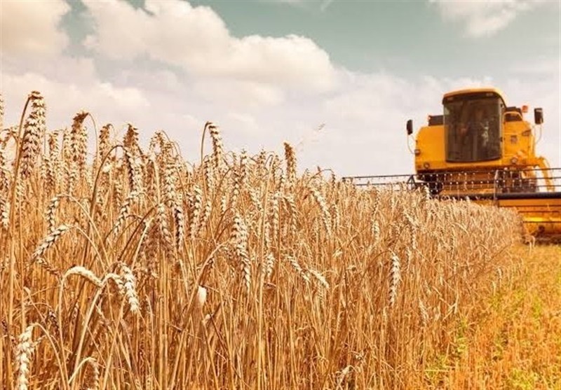کسری منابع خرید تضمینی گندم؛ تهدید ظرفیت تولید 13.7 میلیون تنی