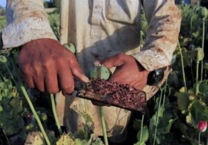 کشت شقایق الیفرا تصویب شده است