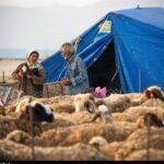 گوشت عشایری با برند استانی به بازار عرضه می‌شود