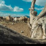 تداوم تولید گوشت و شیر در روستا و عشایر، در معرض یک پرسش جدی