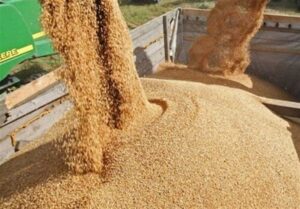 تولید داخل جایگزین 40 درصد جو وارداتی شد