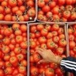 صادرات گوجه‌ تا پایان سال ممنوع شد