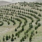 آغاز پویش ملی نهال‌کاری برای تحقق طرح کاشت یک میلیارد درخت